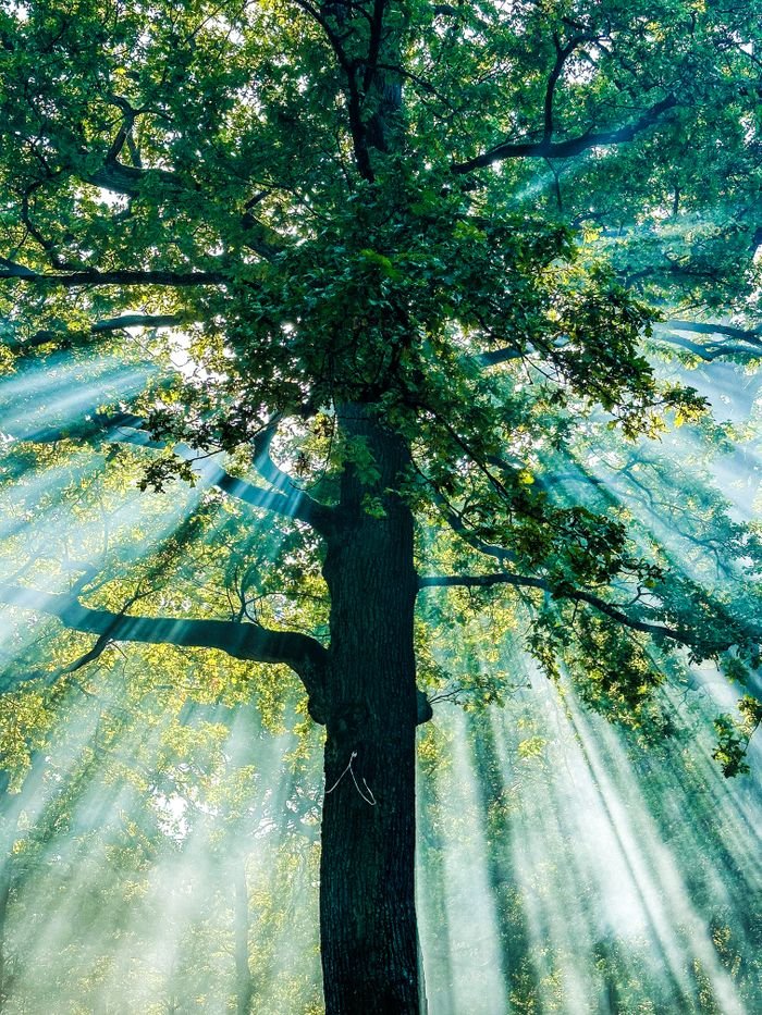 Sunlight beams through lush green leaves of a forest tree in Dortmund, Germany.